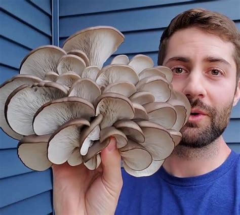 How to Grow Mushrooms in a 5-Gallon Bucket - DIY Joy