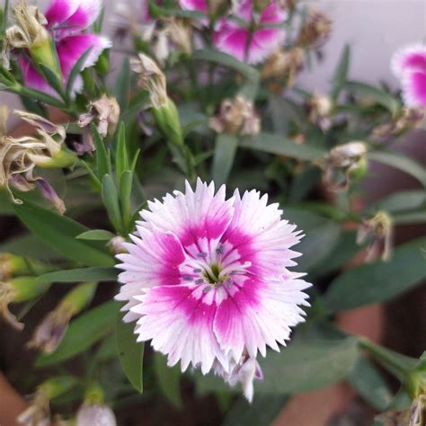 Propagating Chinese Pink: Step-by-Step Guide