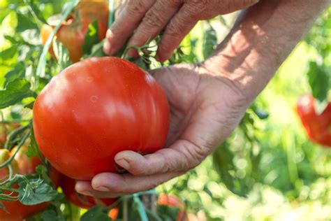 Giant Tomatoes: 21 Tomato Varieties For Growing Huge Tomatoes - Tomato