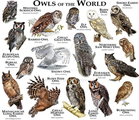 owls   world owl elf owl barred owl