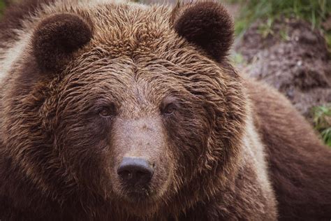 encounter  bear wander