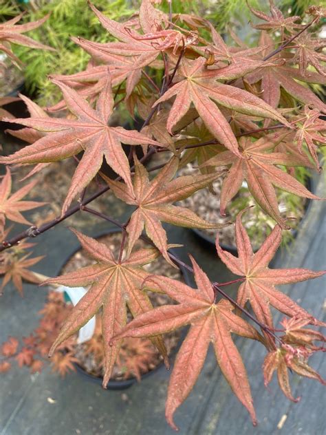 Acer palmatum 'Kasigiyama' Reticulated Japanese Maple – Maple Ridge Nursery