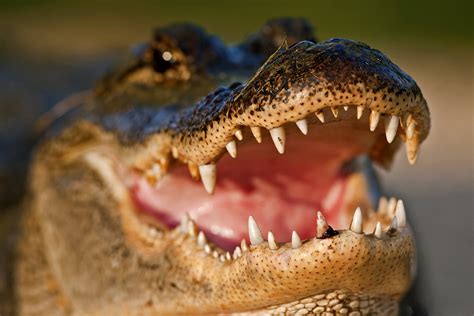 crocodile closeup teeth animals wallpapers hd desktop  mobile