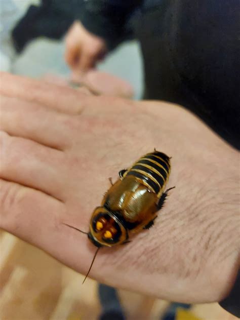roach love, what is this species or roach? : r/roaches