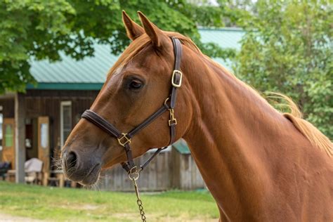 Horses For Sale — Glen Oro Farm