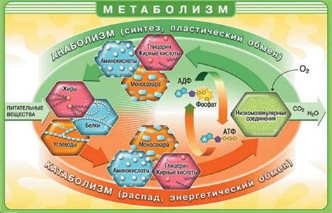 Метаболизм
