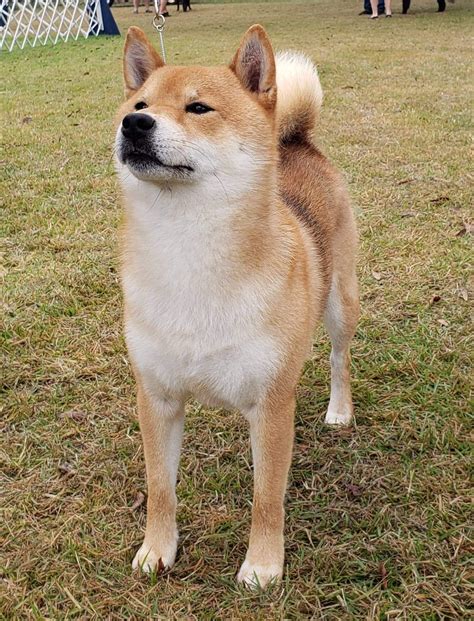About the Shiba Inu – Absolute Shiba Inu
