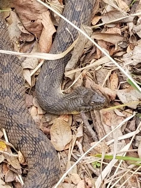 Harmless watersnake? [North Texas at Lake] : r/whatsthissnake