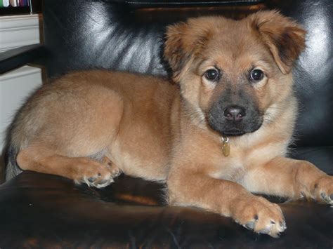 Black German Shepherd Chow Mix Puppies