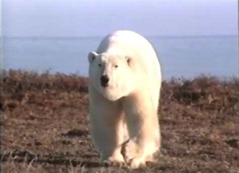 Walking Polar Bear by Kidsongs07 on DeviantArt