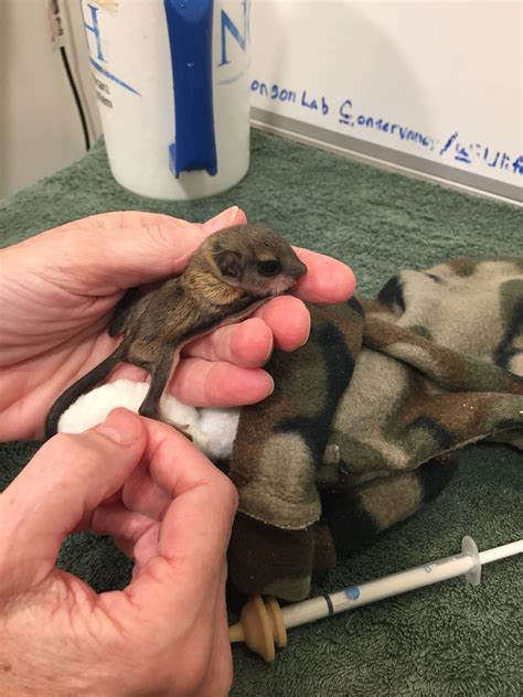 Baby Northern Flying Squirrel Rocky The Baby Flying Squirrel | It's