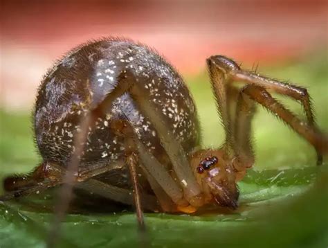 Common House Spider - Facts, Size, Diet, Pictures - All Animal Facts