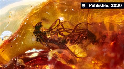 Scientists Find 2 Mating Flies Trapped in Prehistoric Amber - The New