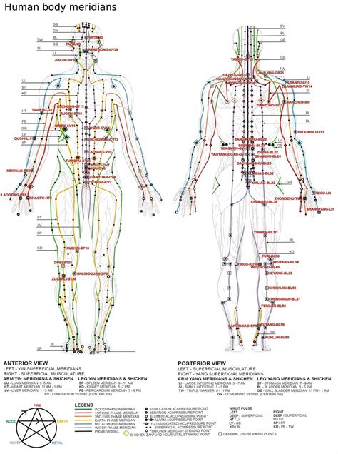 Human Body Meridian Chart & The Nervous System | Acupuncture, Chinese