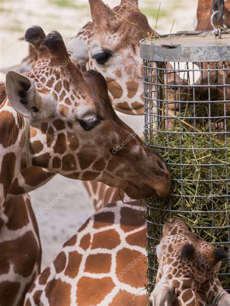giraffe eating stock photo  dolfilms