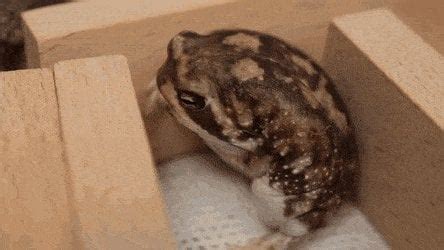 yawning  frog  ninja frog bestrepostsesses