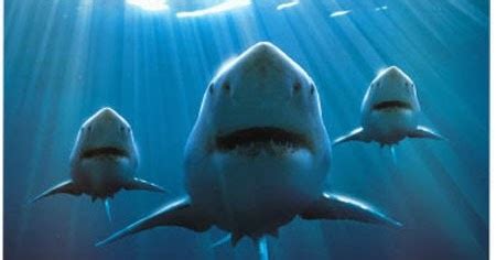 Childhood Education: Great white shark information for kids