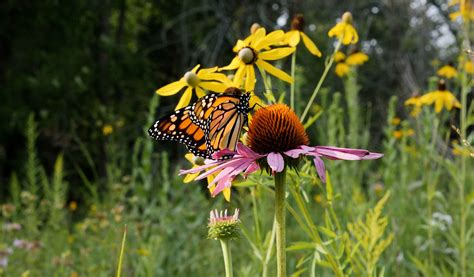 Melissa Johnston Butterfly