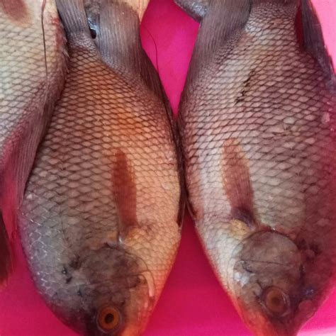 ikan gurame kg tani fresh indonesia