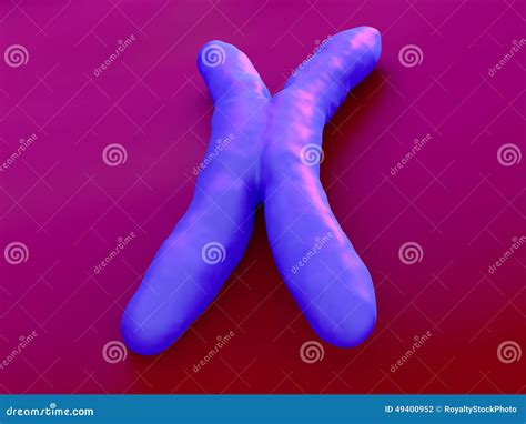 Ein menschliches Chromosom stock abbildung. Illustration von makro ...