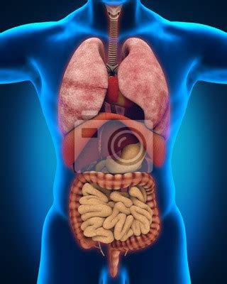 anterior view  human body posters   wall posters appendix