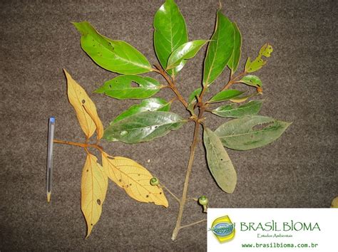 lauraceae nectandra oppositifolia escola de botanica  meio ambiente