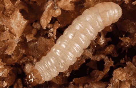 Maggots and Pantry Moth Larvae - How to identify them (Updated) 2022