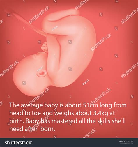 First Trimester: Over 267 Royalty-Free Licensable Stock Vectors