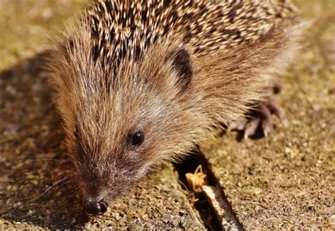 images nature sharp ground fall animal cute wildlife wild