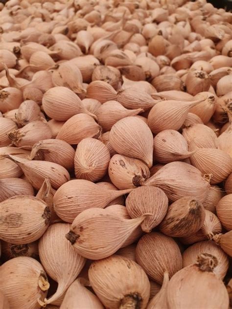 iris reticulata blue note bulb peter nyssen buy flower bulbs