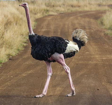 ostrich history   interesting facts