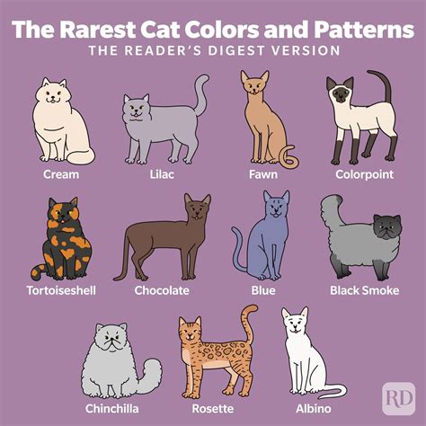 Cat Breed Colors Chart at Ronald Lockett blog