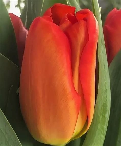 Flowerbaza