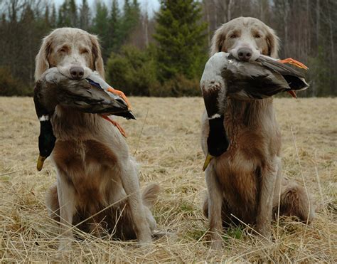 Длинношерстный веймаранер.