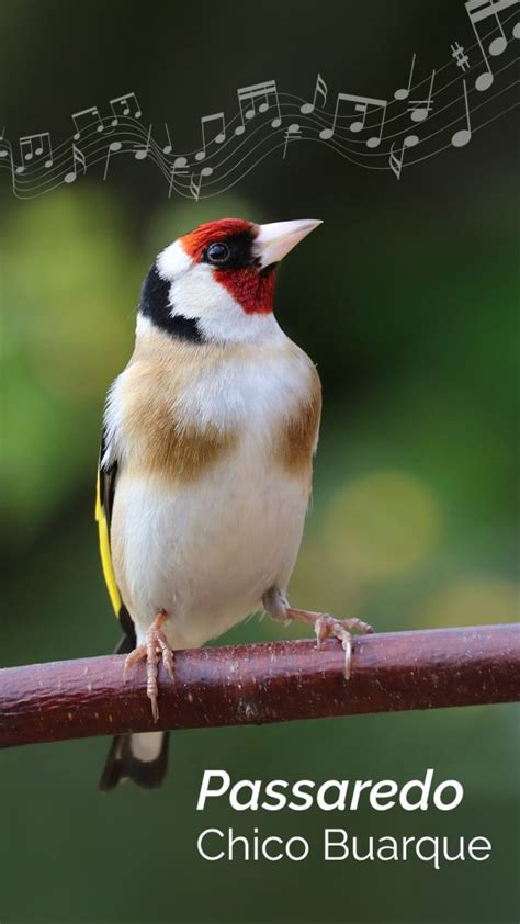 10 Músicas para se conectar com a Natureza Brasileira - Blog da ...
