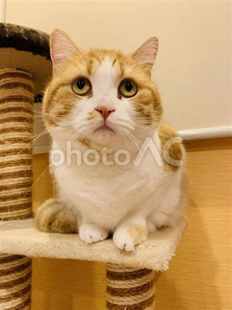 上を見上げる猫りんこ - No: 25521110｜写真素材なら「写真AC」無料（フリー）ダウンロードOK