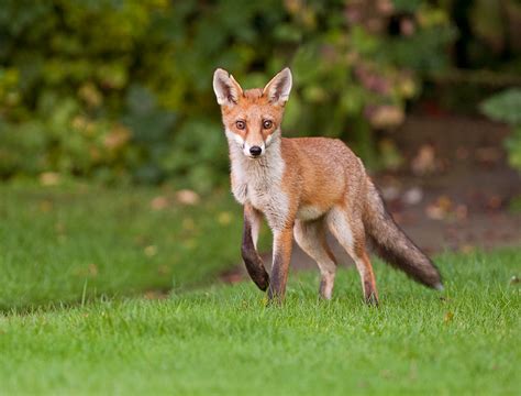 Steve Race Wildlife Photography