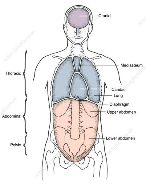 Illustration of Anterior Body Cavities - Stock Image - F031/5347 ...