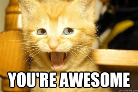 You're awesome - Awesome Cat - quickmeme