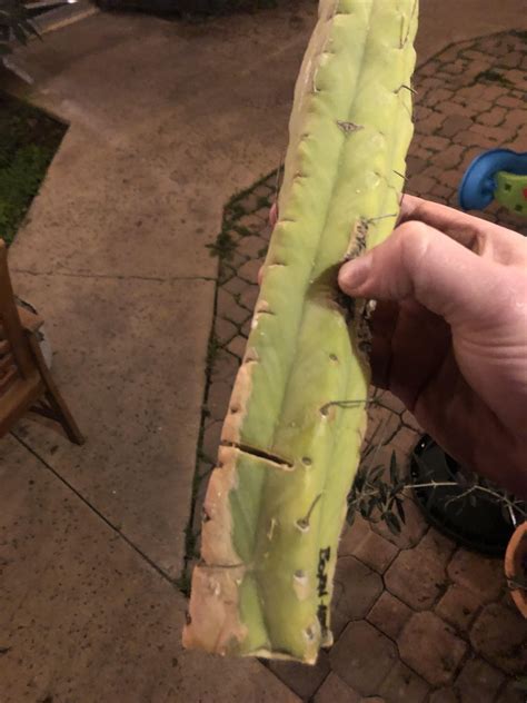 advice  cactus wound rsanpedrocactus