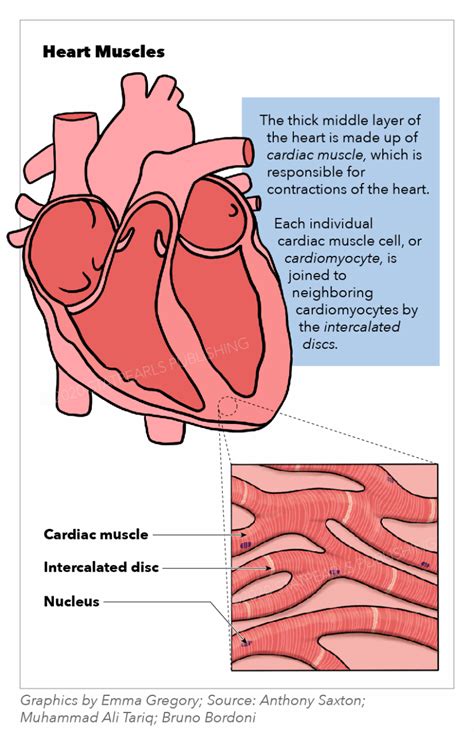 Cardiac Muscle