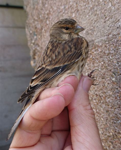 30th Oct-5th Nov | Alderney Bird Observatory