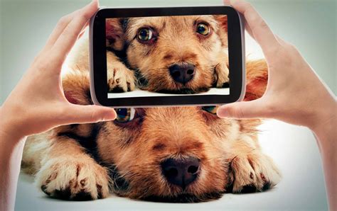 Use a social media account for your dog to find friends, boost business