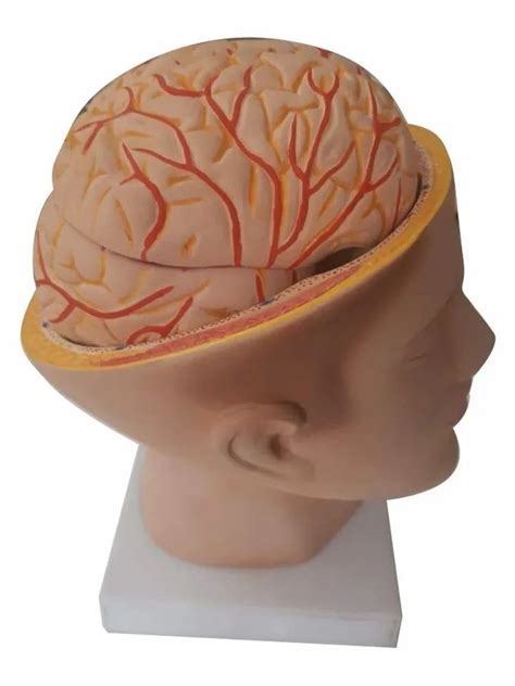 human brain model  rs  brain models  ambala id