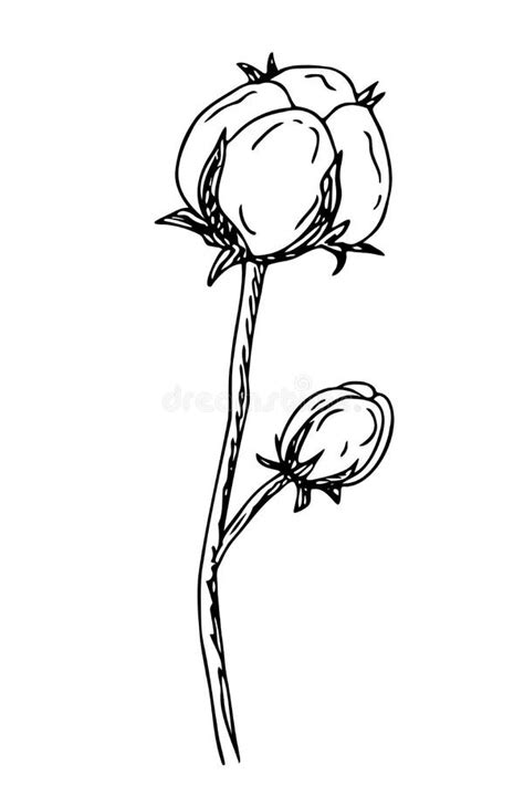 Bavovna Stock Illustrations – 27 Bavovna Stock Illustrations, Vectors ...