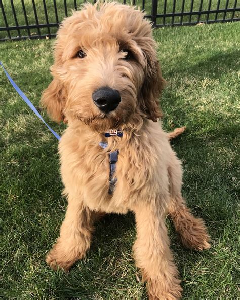 DoodleLane | Goldendoodle, Labradoodle puppy, Doodle dog