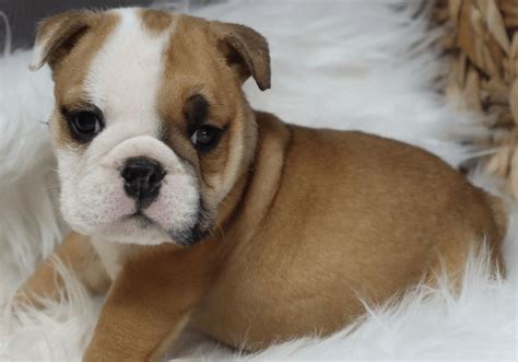 English Bulldog Puppies for Sale | Central Park Puppies