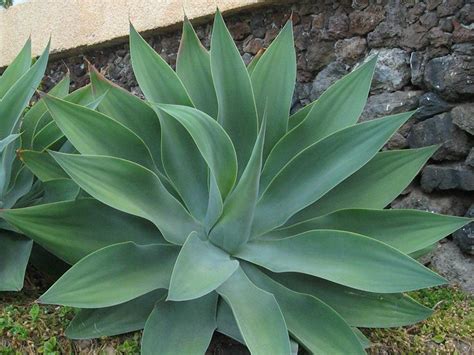 Agave Attenuata | PLANTS WHITSUNDAY