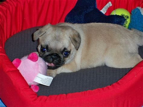 Masse's Pudgy Pugs - AKC Registered Pugs Puppies Breeding Available ...