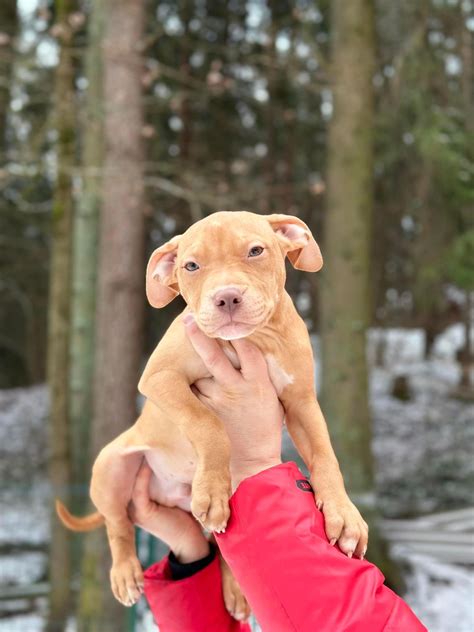 Can A American Pit Bull Terrier Live In Finland
